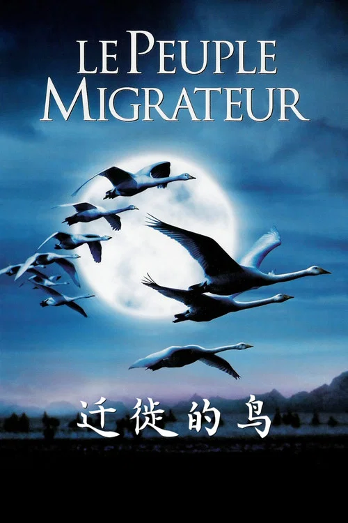 迁徙的鸟海报
